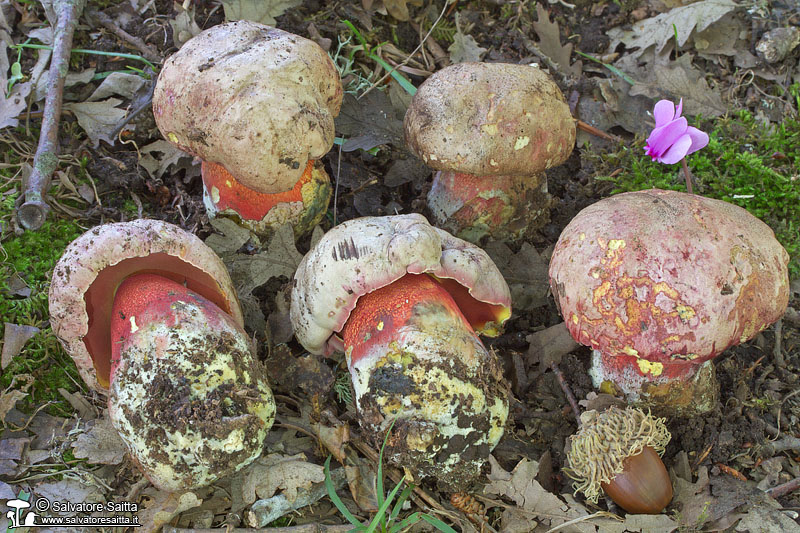 Boletus legaliae foto 1