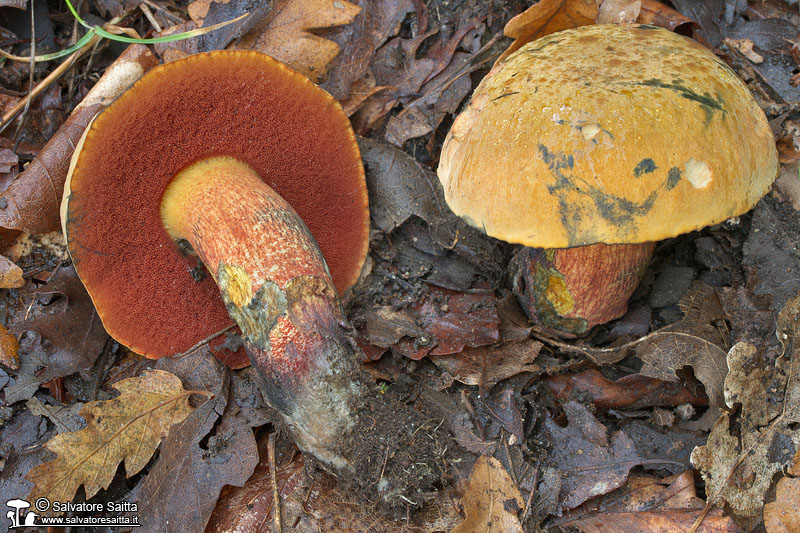 Boletus mendax foto 1