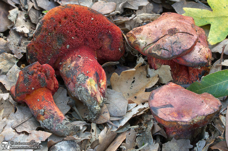 Boletus permagnificus foto 1