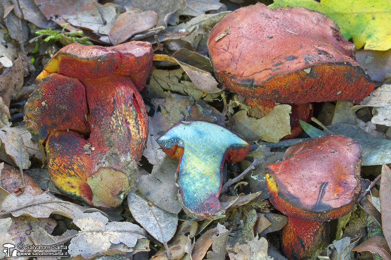 Boletus permagnificus foto 1b