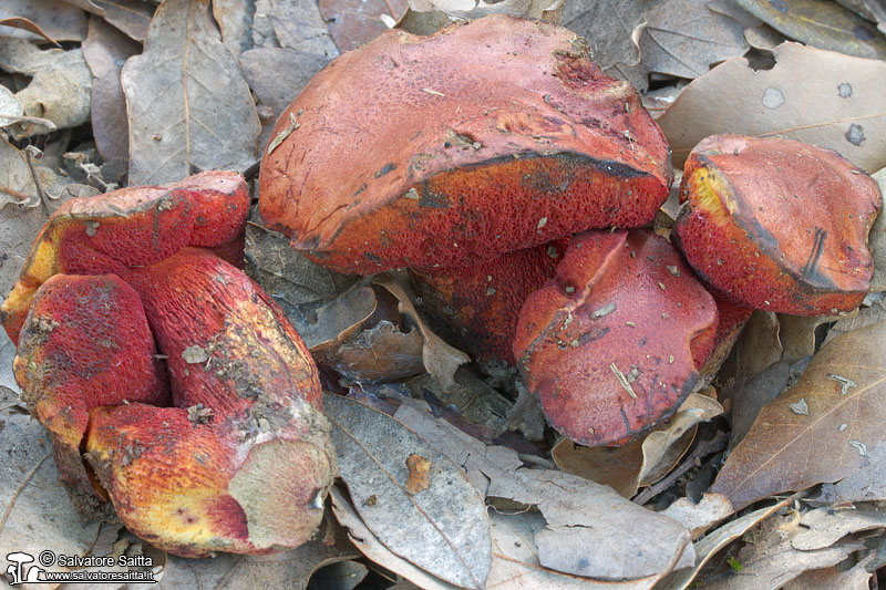 Boletus permagnificus foto 1c