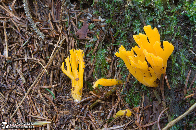 Calocera viscosa foto 1