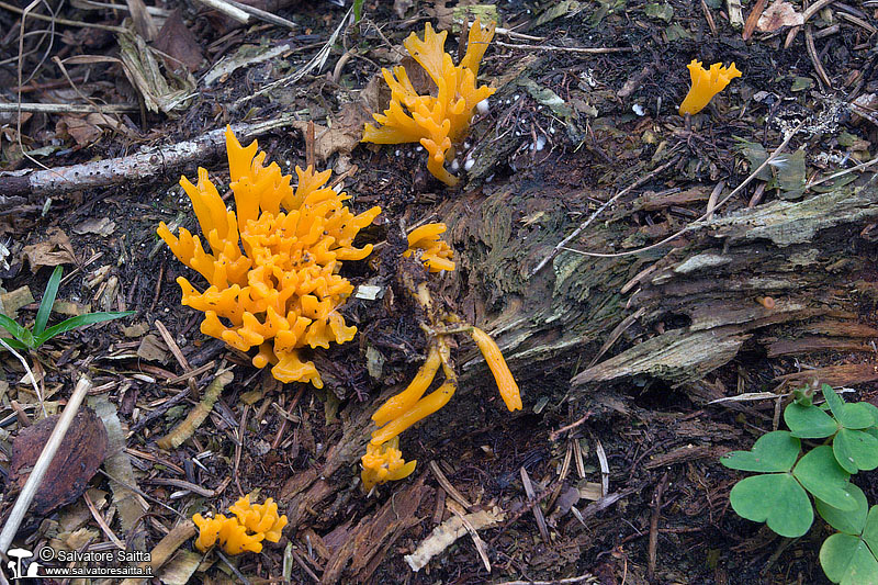 Calocera viscosa foto 2