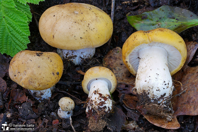 Calocybe gambosa foto 1