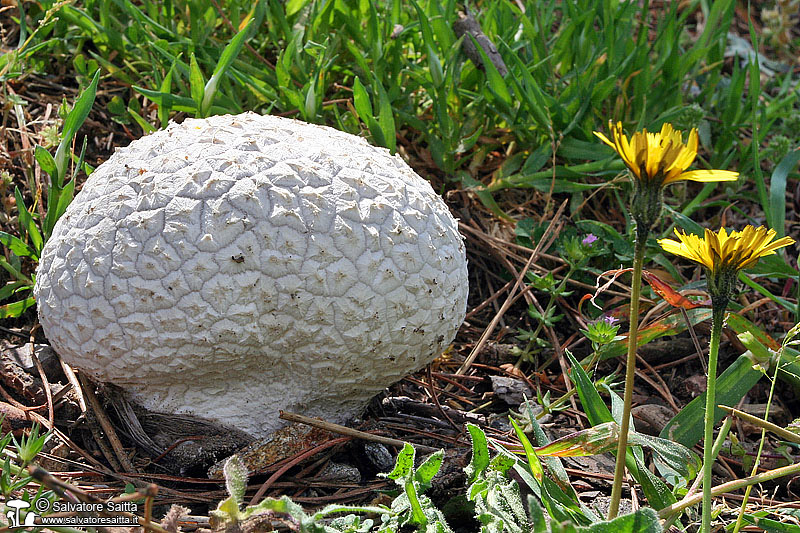 Calvatia utriformis foto 1