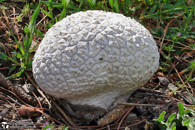 Calvatia utriformis foto 2