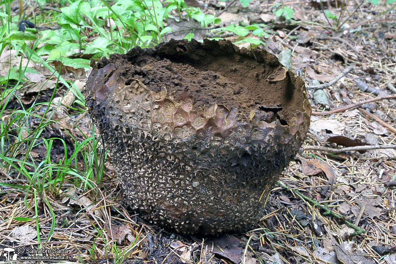 Calvatia utriformis foto 3