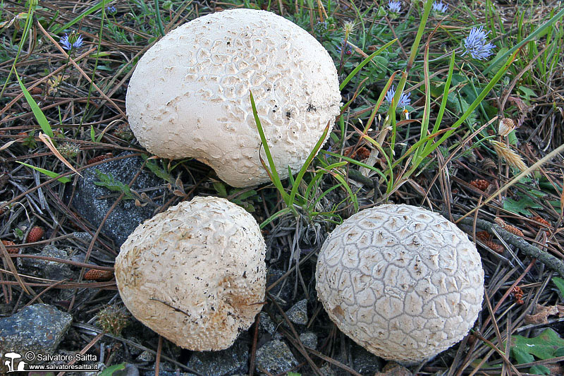 Calvatia utriformis foto 5