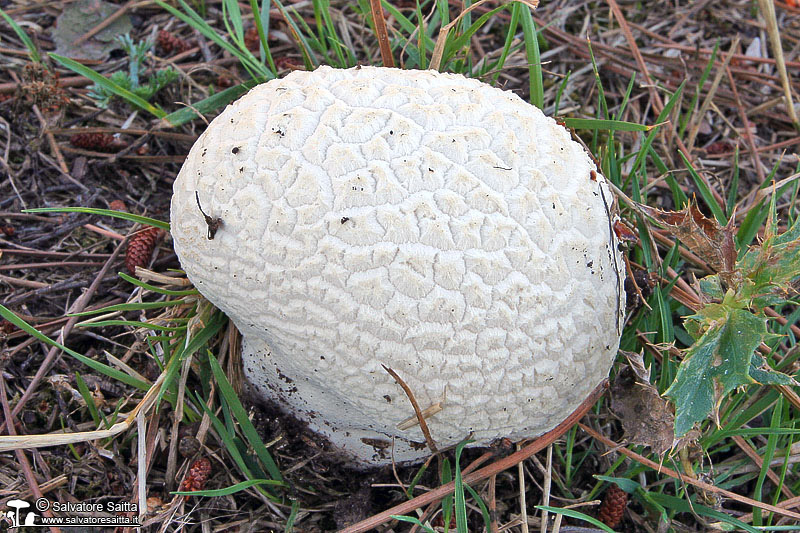 Calvatia utriformis foto 6