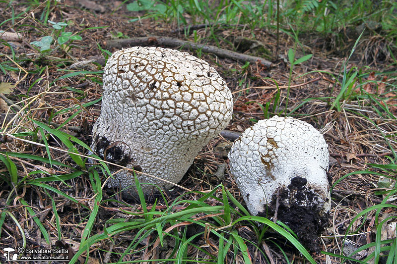 Calvatia utriformis foto 7