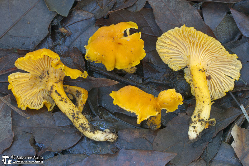 Cantharellus romagnesianus foto 1