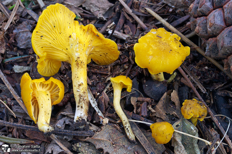 Cantharellus romagnesianus foto 2