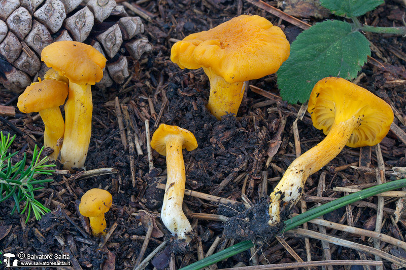 Cantharellus romagnesianus foto 3