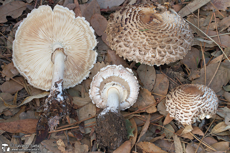 Chlorophyllum rhacodes foto 1