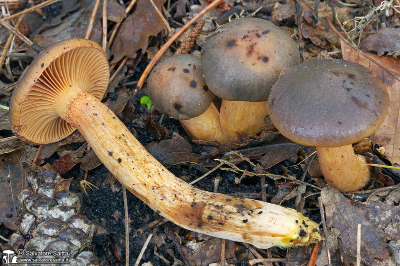 Chroogomphus mediterraneus foto 1