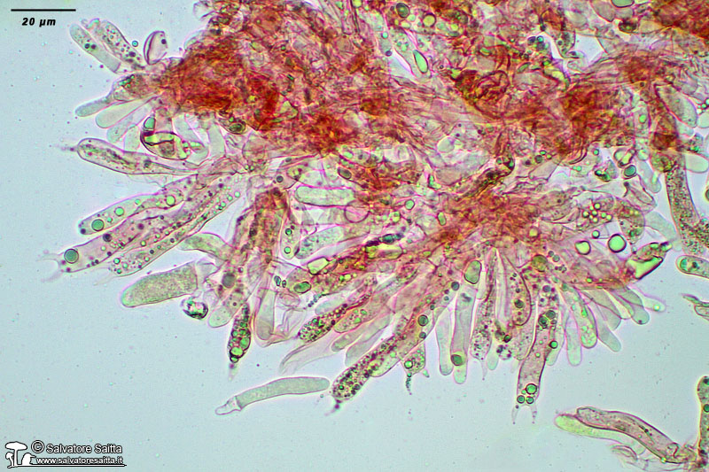 Clavulina reae elementi imeniali foto 2