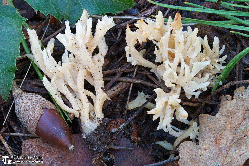 Clavulina rugosa foto 1