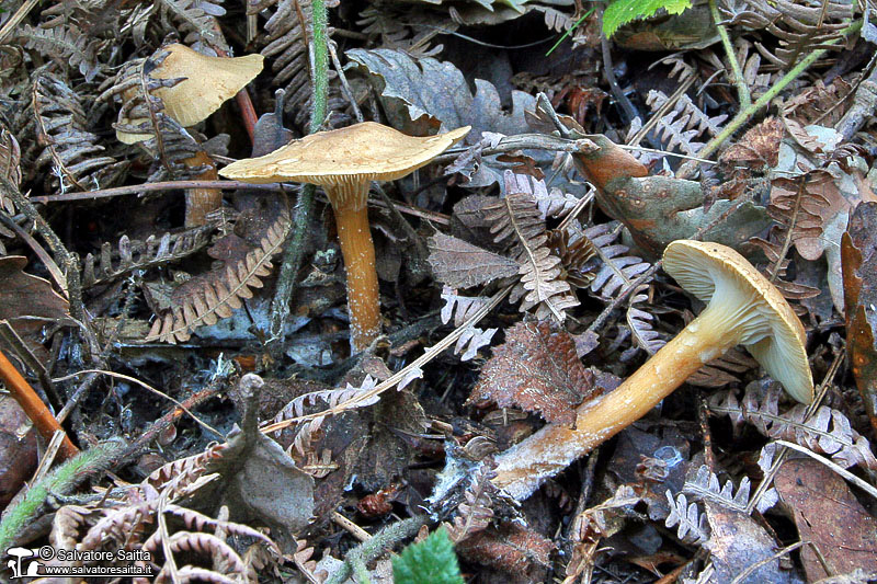 Clitocybe costata foto 1