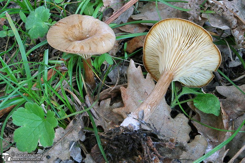 Clitocybe costata foto 2