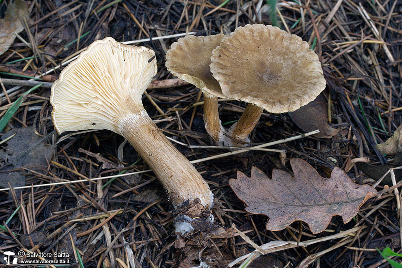 Clitocybe costata foto 3