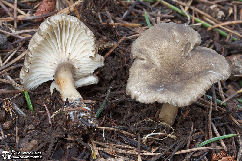 Clitocybe font-queri foto 1