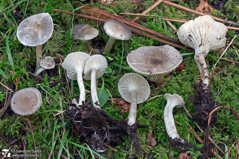 Clitocybe font-queri foto 2