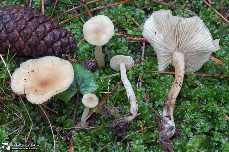 Clitocybe fragrans foto 1