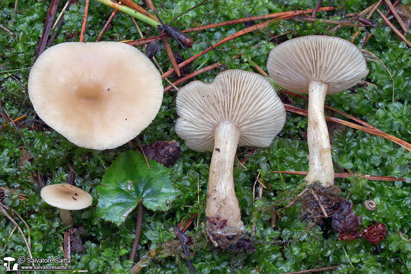 Clitocybe fragrans foto 2