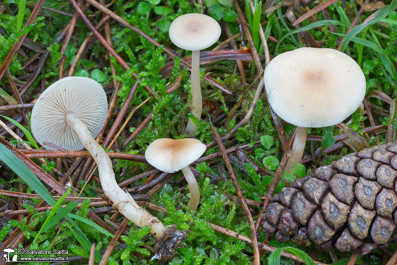 Clitocybe fragrans foto 3