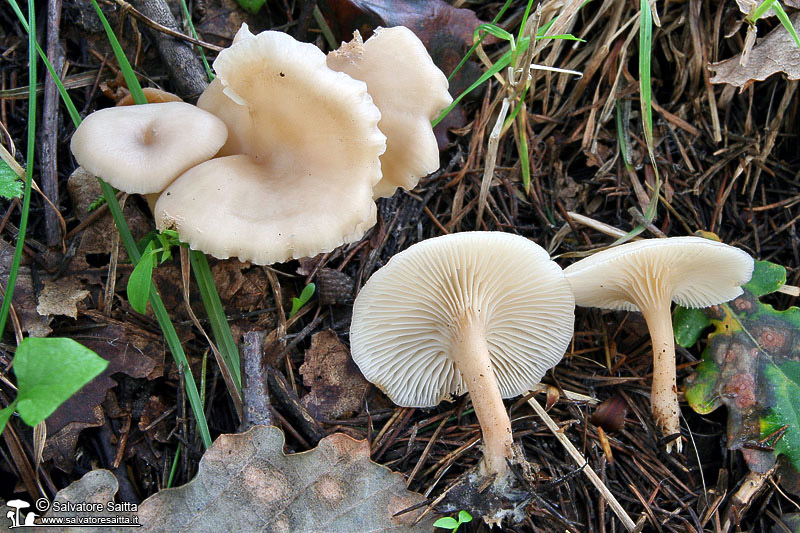 Clitocybe phaeophthalma foto 1