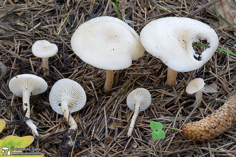 Clitocybe phaeophthalma foto 2