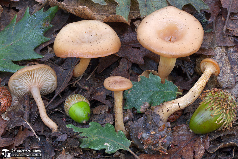 Clitocybe phaeophthalma foto 4