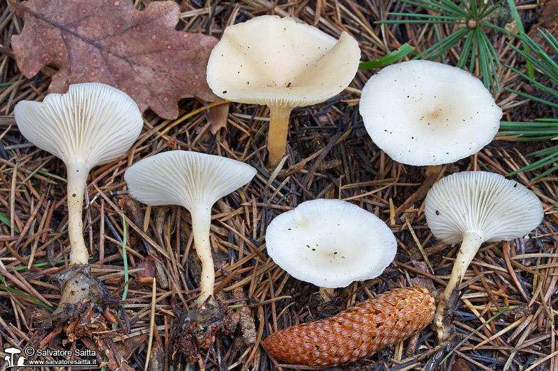 Clitocybe phaeophthalma foto 3