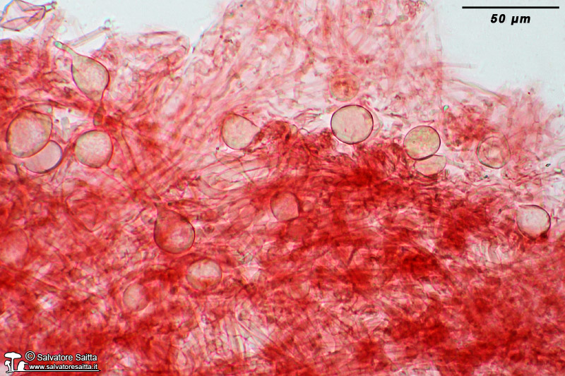 Clitocybe phaeophthalma cuticola foto 4