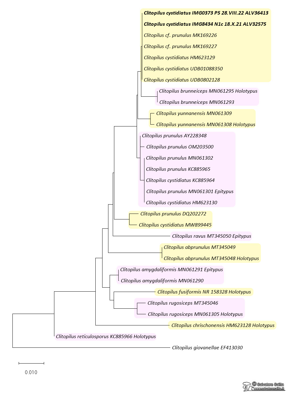 Clitopilus albero filogenetico