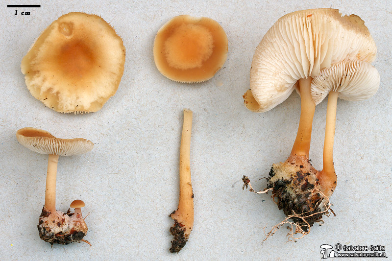 Collybia aquosa foto in studio