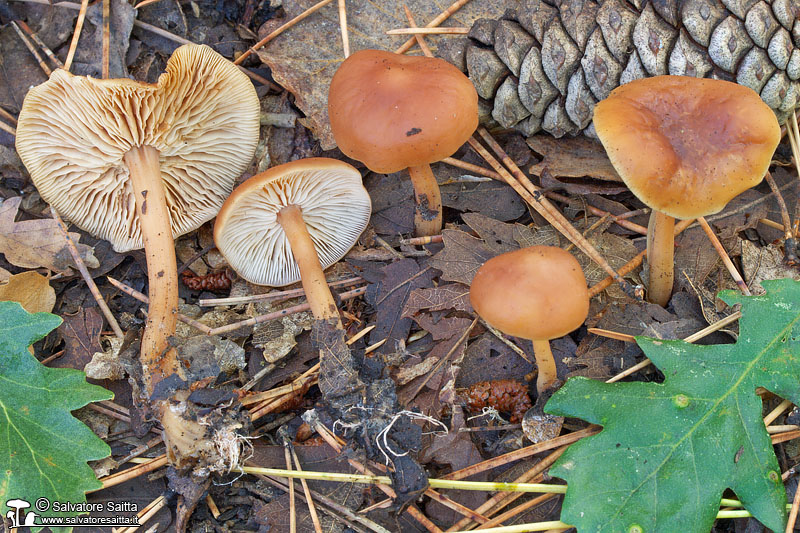 Collybia dryophila foto 1