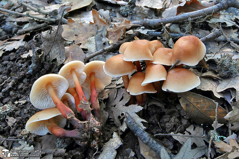 Collybia kuehneriana foto 1