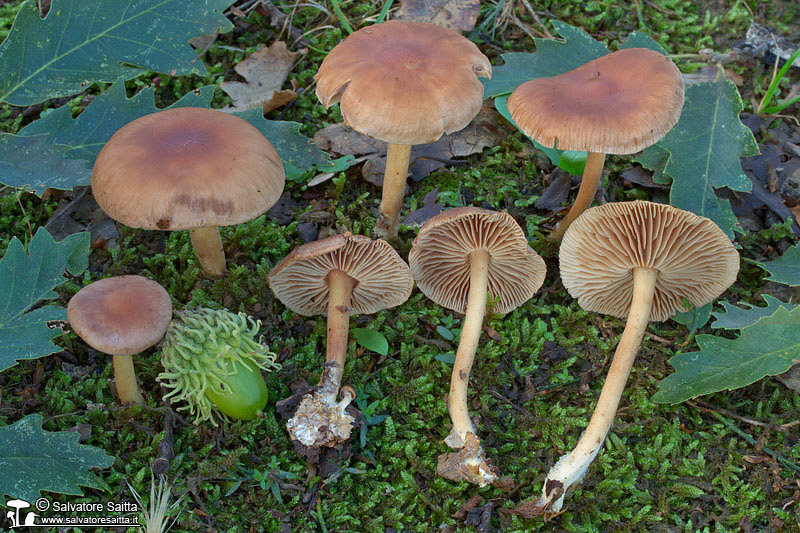 Collybia peronata foto 1