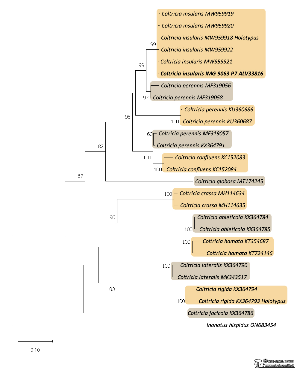 Coltricia insularis filogenetico