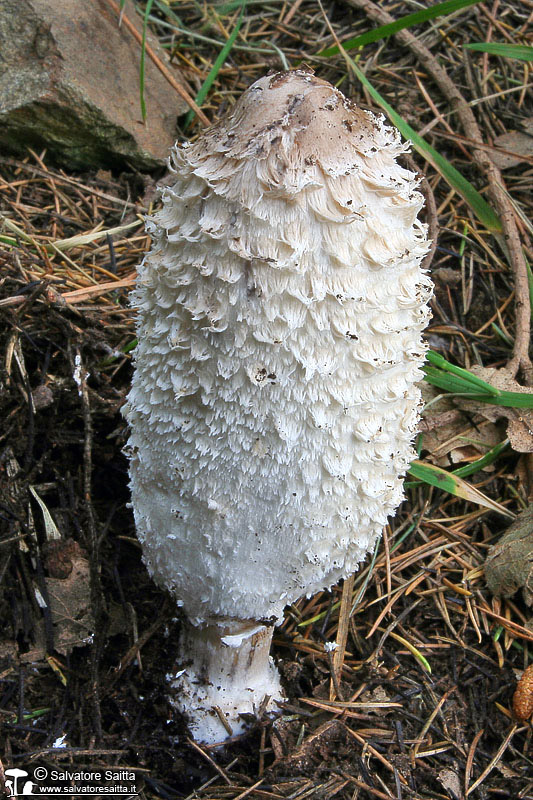 Coprinus comatus foto 1