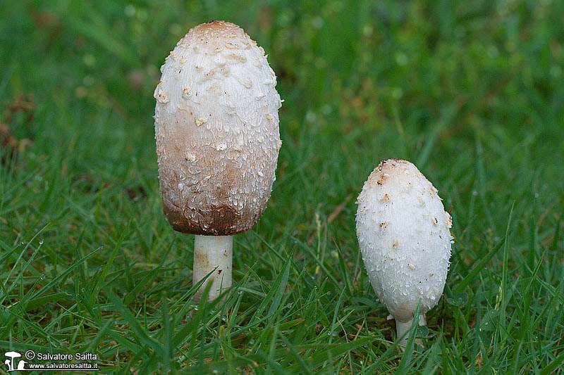 Coprinus comatus foto 2