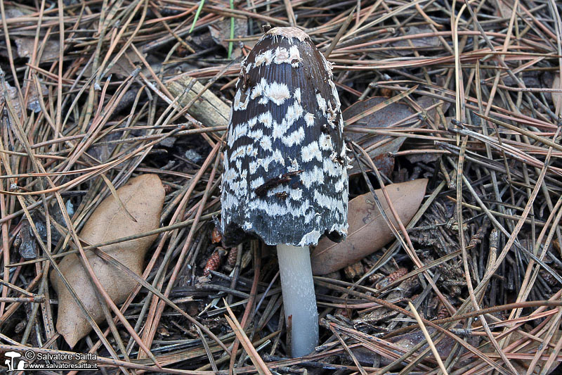 Coprinus picaceus foto 1