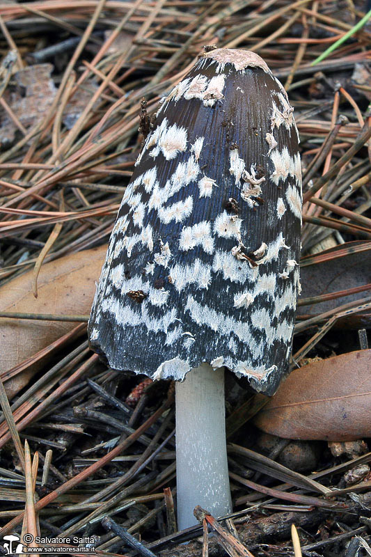 Coprinus picaceus foto 2