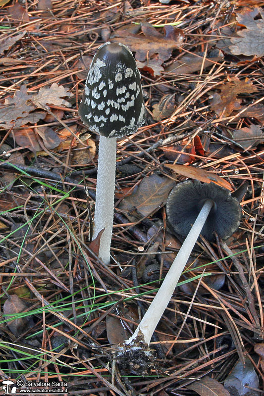 Coprinus picaceus foto 3