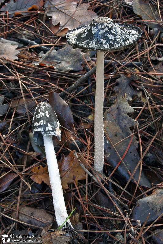 Coprinus picaceus foto 4