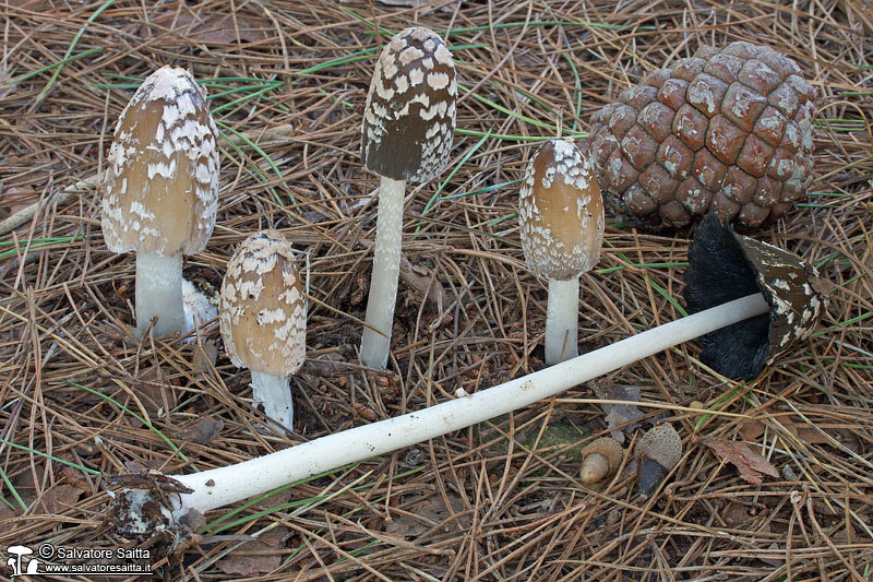 Coprinus picaceus foto 5