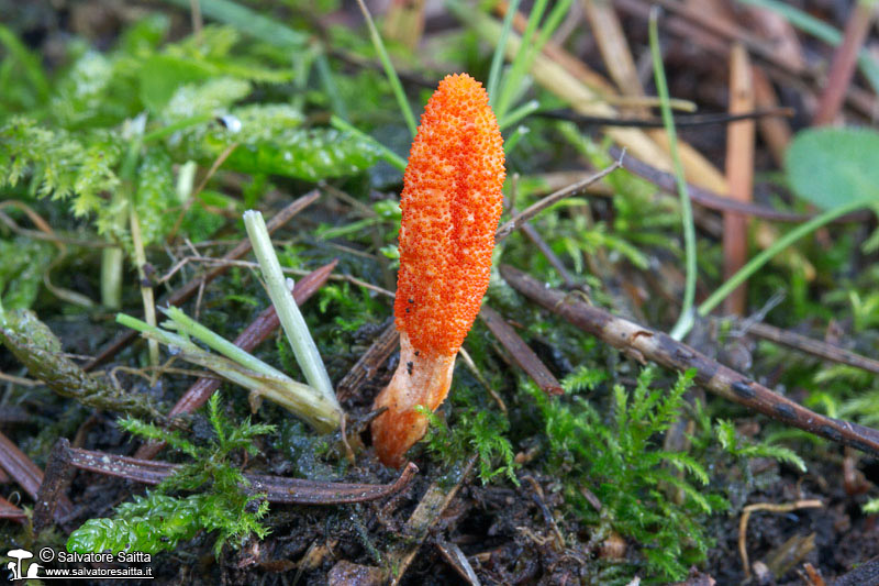 Cordyceps militaris foto 1