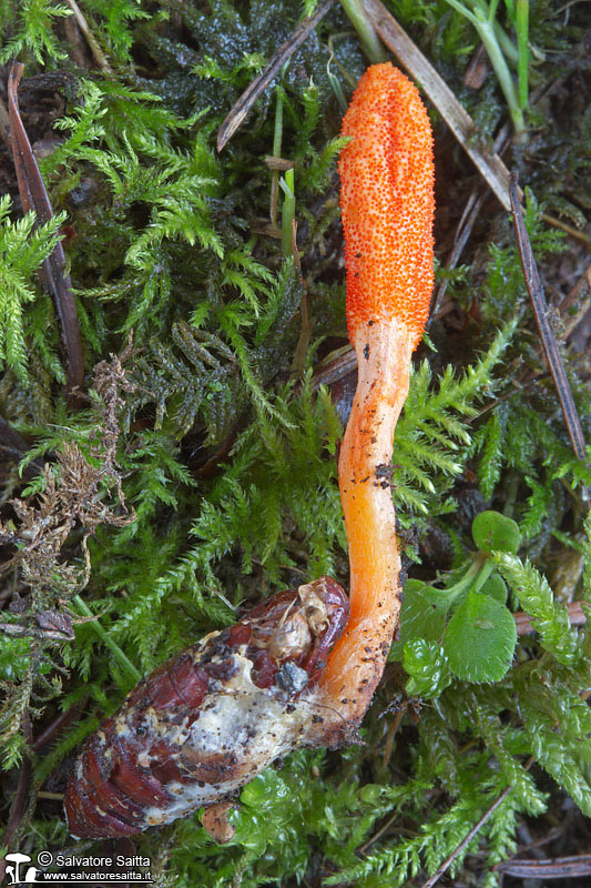 Cordyceps militaris foto 1b