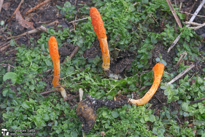 Cordyceps militaris foto 2